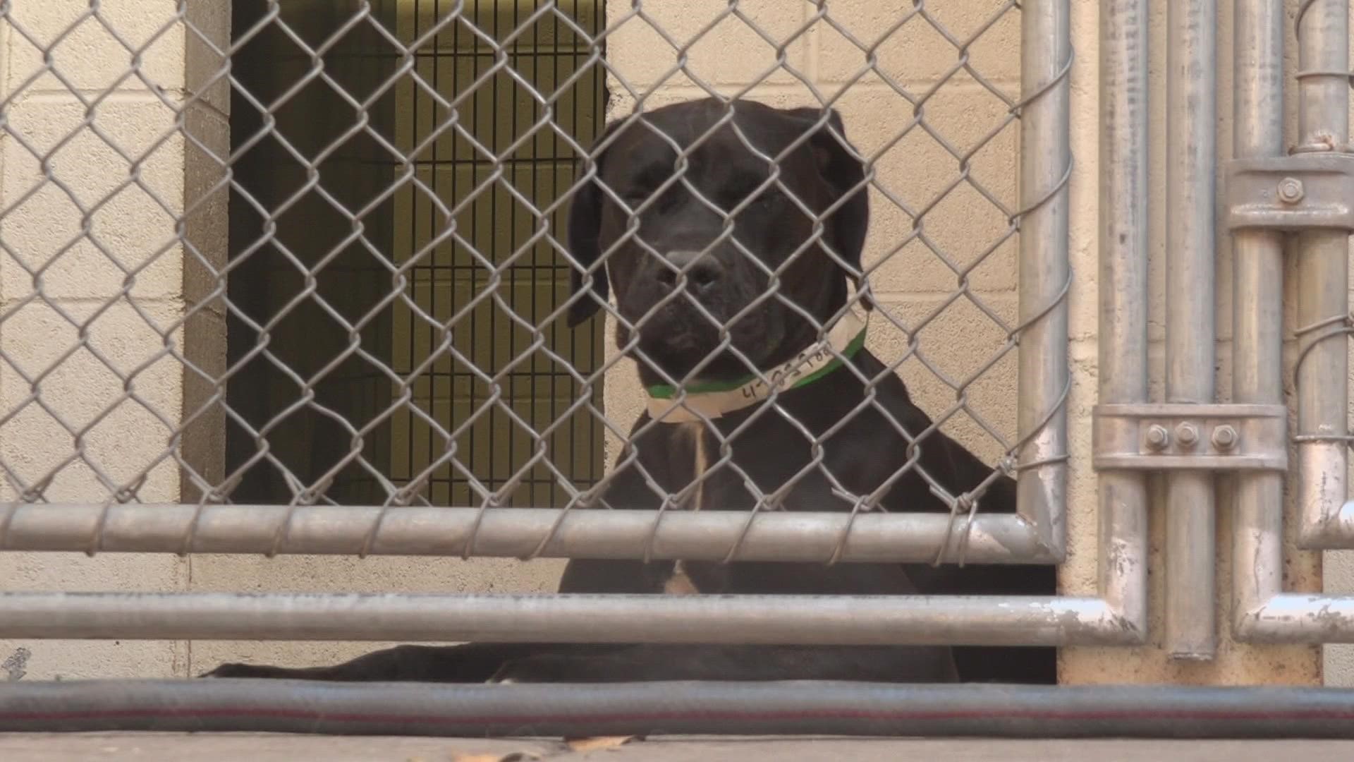 County data shows there's been a 33% increase in pets being surrendered in 2022 compared to the previous year.