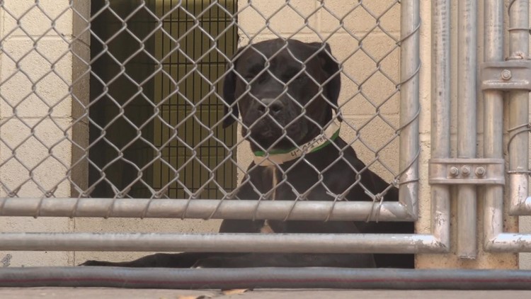 Arizona housing crisis increasing animals surrendered to shelters