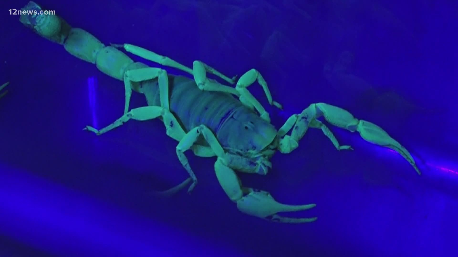 The number of Arizonans who are reporting that they've been stung by a scorpion is on the rise.