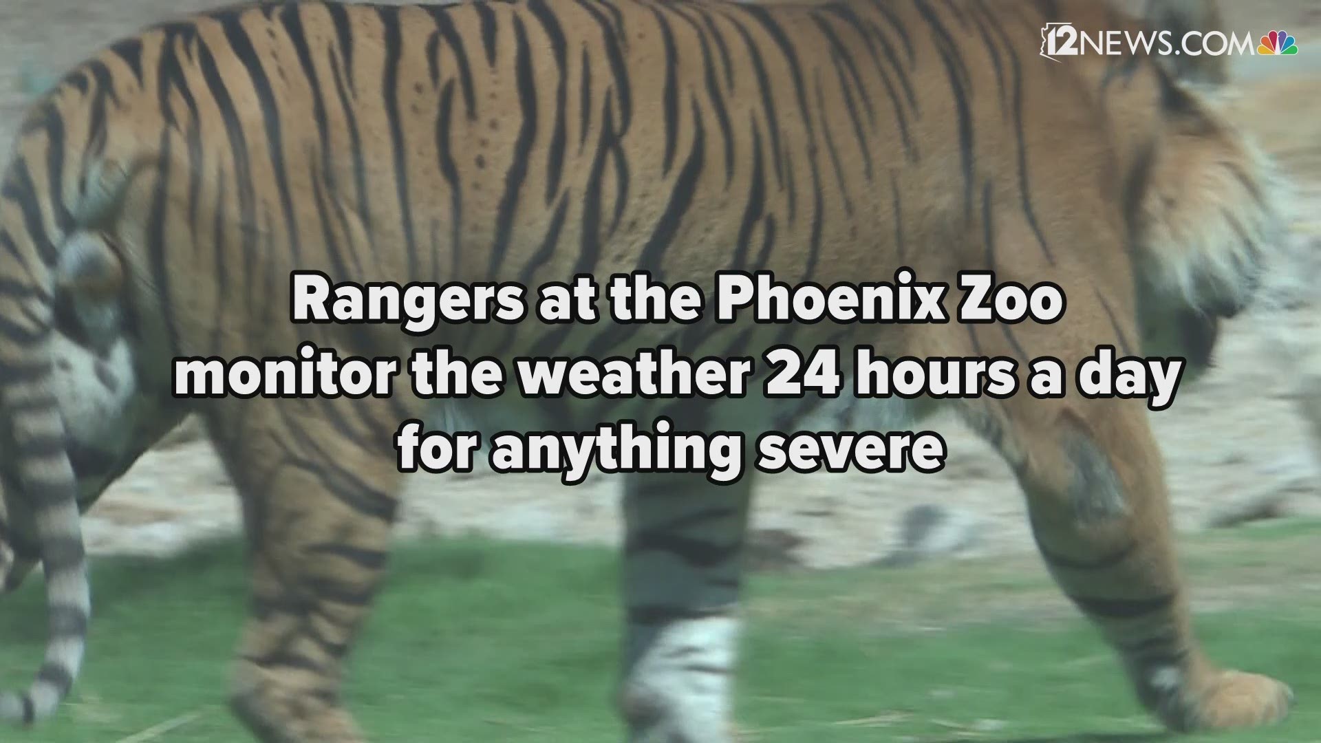 A lot of teamwork goes into making sure the animals at the Phoenix Zoo are safe.
