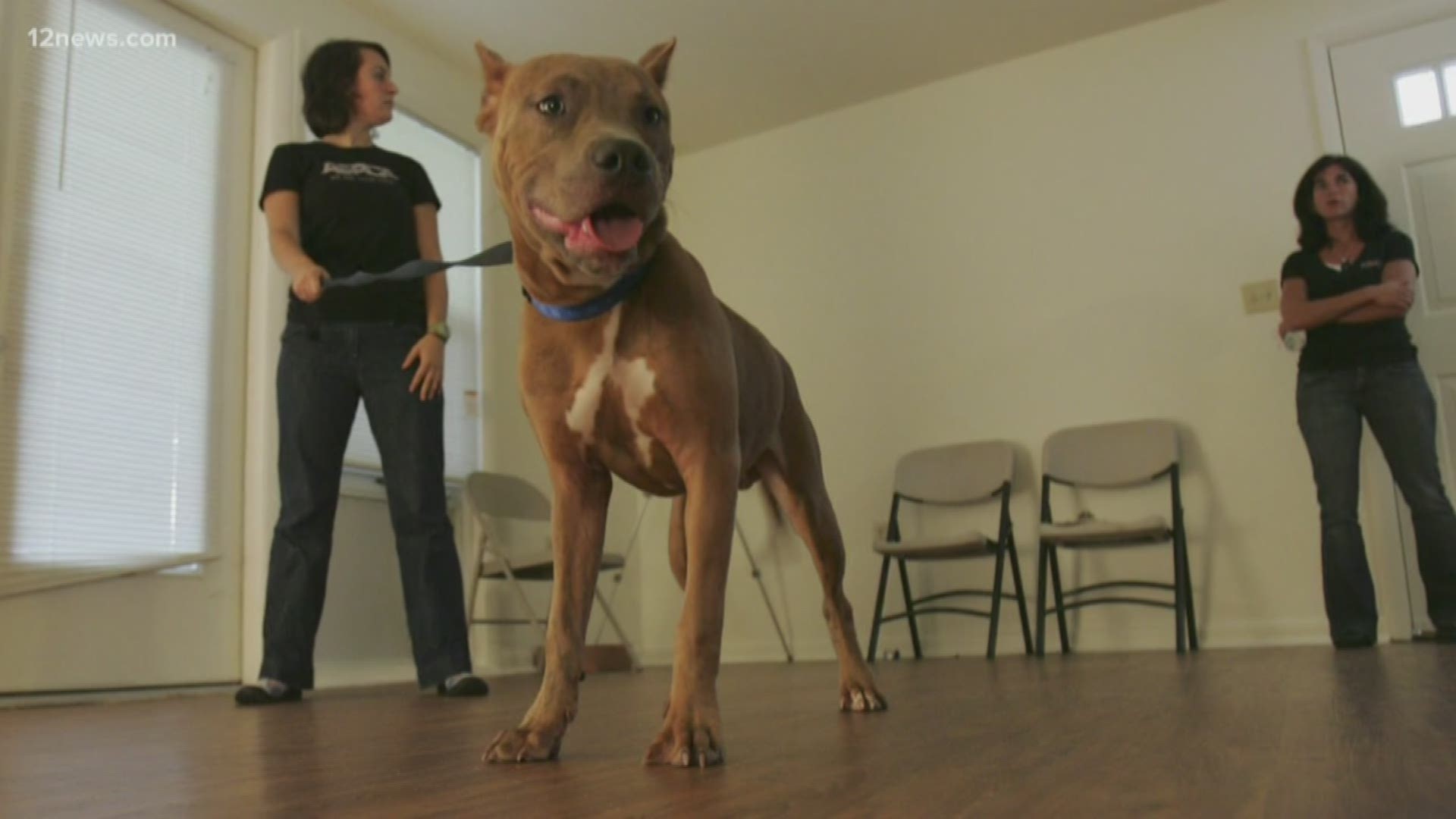 Maricopa county officials push effort to spay and neuter pit bulls in high poverty Phoenix neighborhoods, and educate the community on how to handle them.