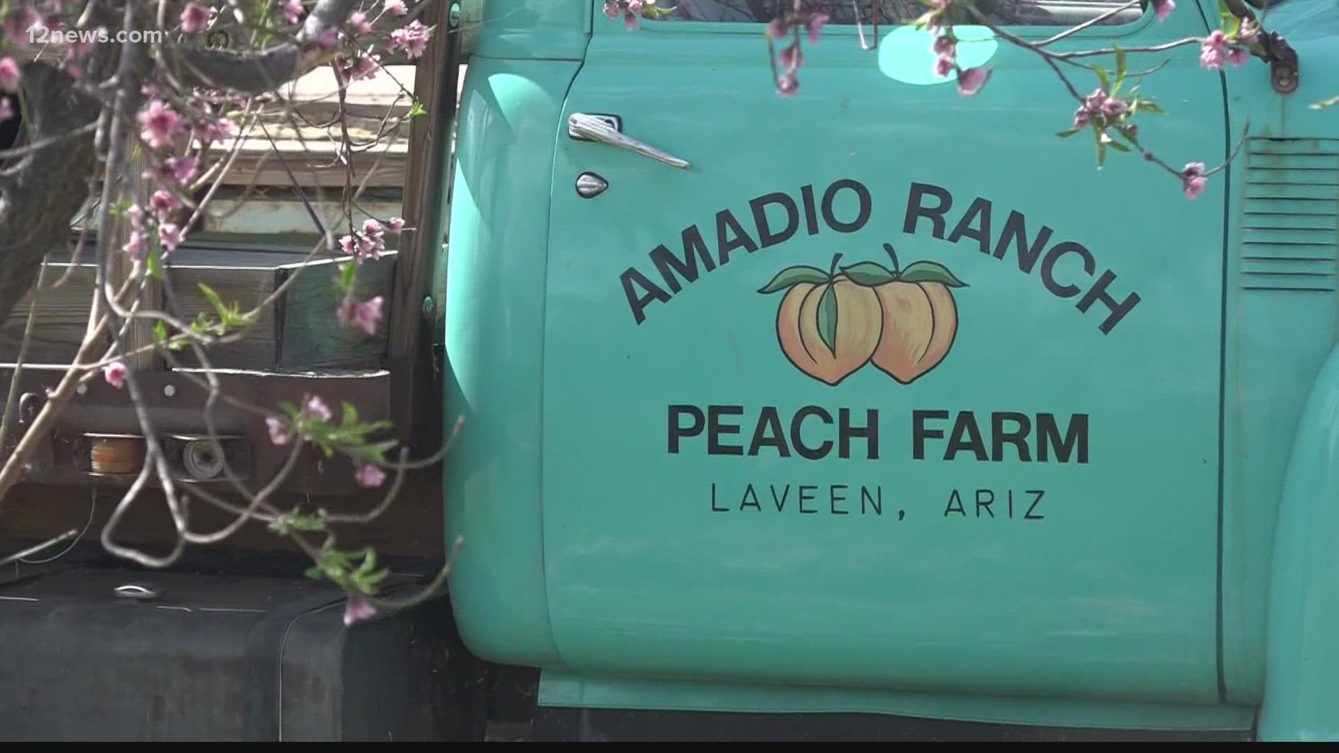 Arizonans are feeling the weight of rising gas prices and inflation. A local farm, Amadio Ranch, is having to increase prices to deal with the extra costs.