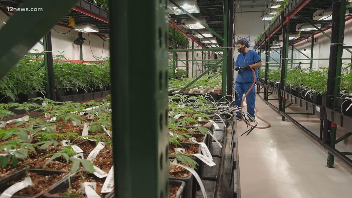 Is 'cannabis' Arizona's sixth C? - Vimarsana News