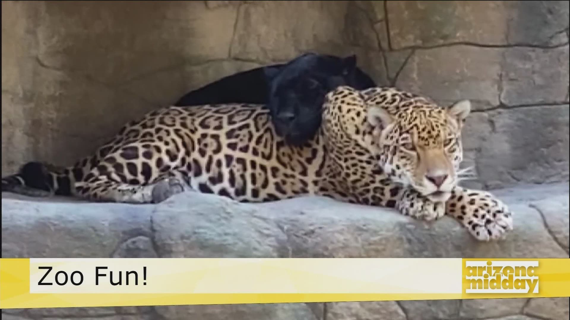 Kristy Morcom, with the Wildlife World Zoo & Aquarium, tells us all about their jaguars.