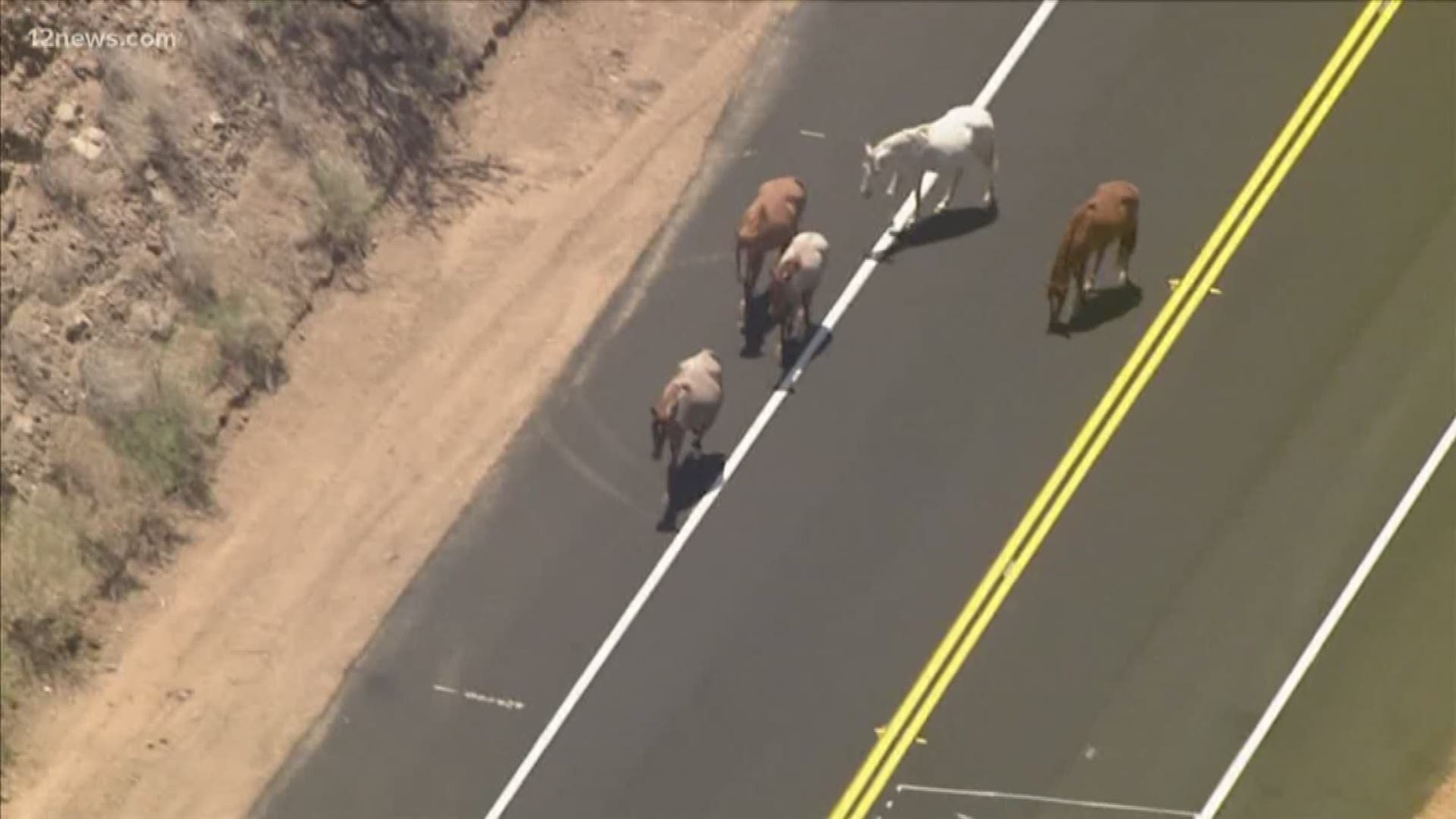 A group advocating for wild horses and the Maricopa County Department of Transportation are working together to make roads safe for drivers and horses.