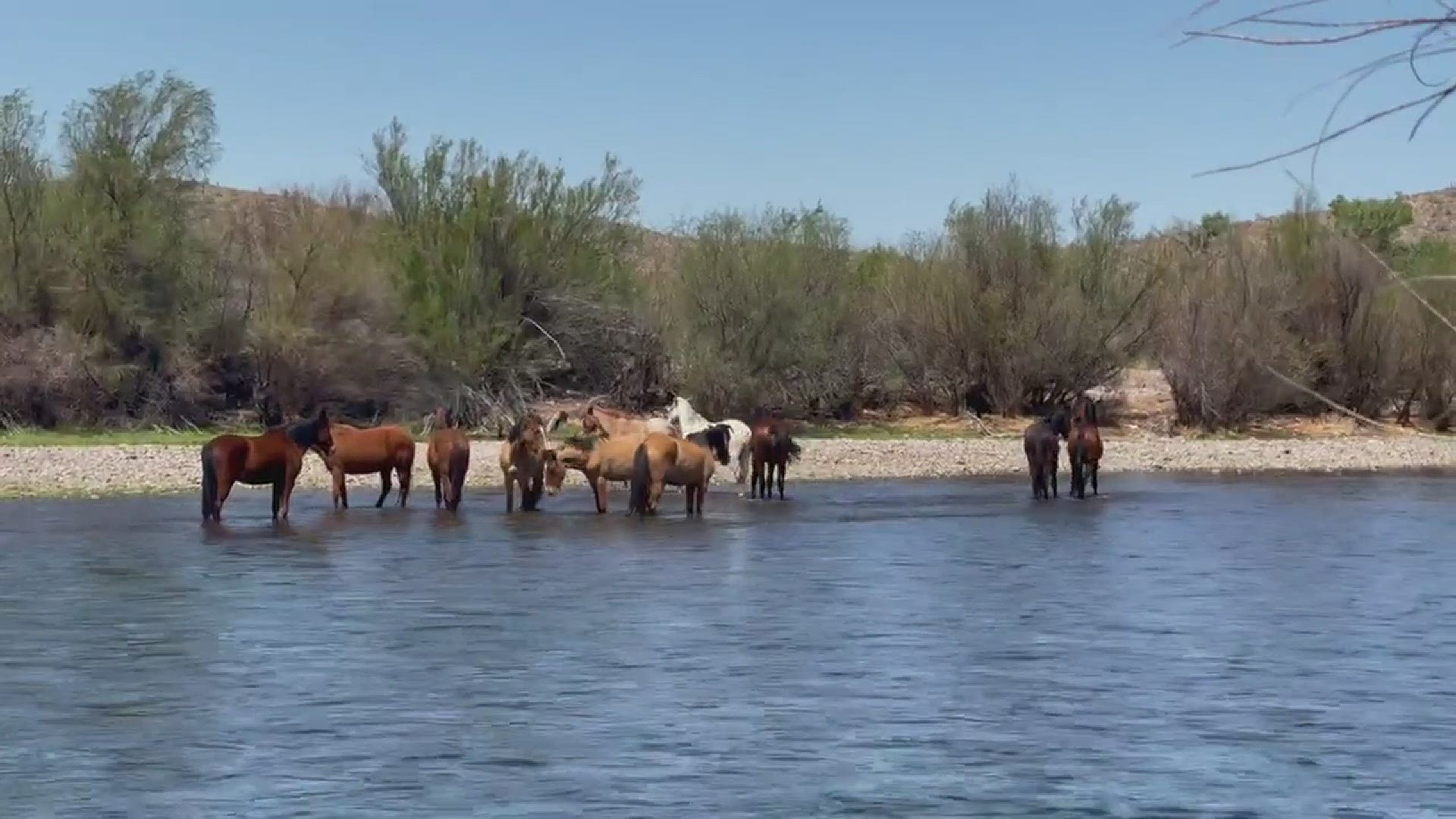 Horses playing in water at Tonto National Forest on March 30
Credit: Chuck Donald