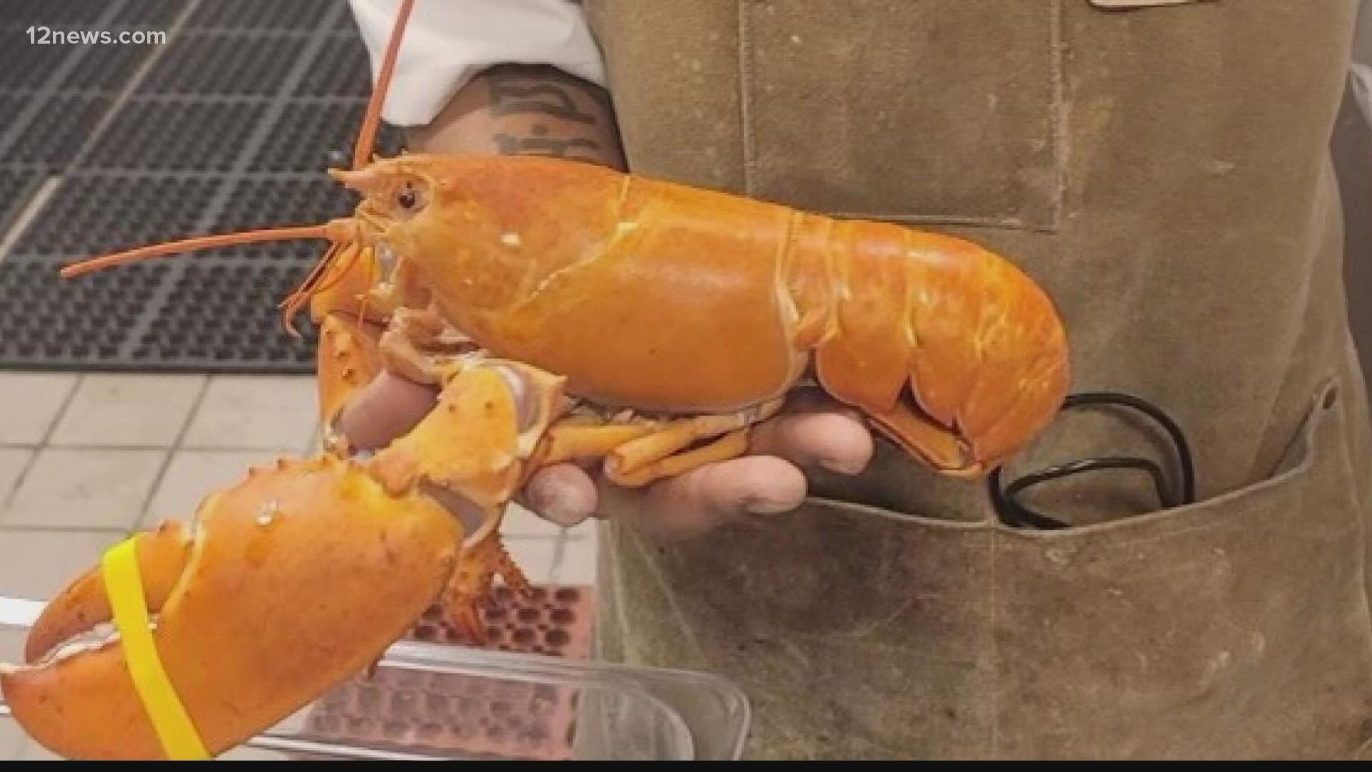 A pumpkin-colored lobster made its way to an Arizona restaurant, but it had nothing to do with any fall-themed menu items.