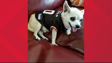 arizona cardinals dog jersey