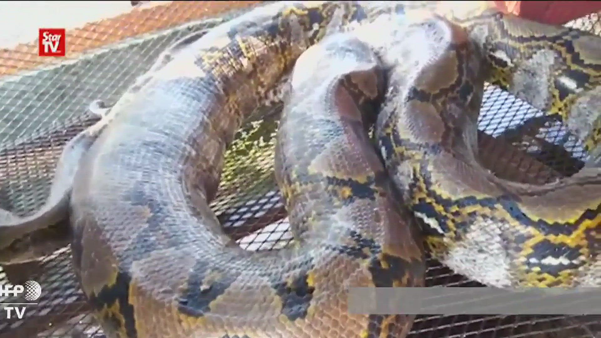 longest python found