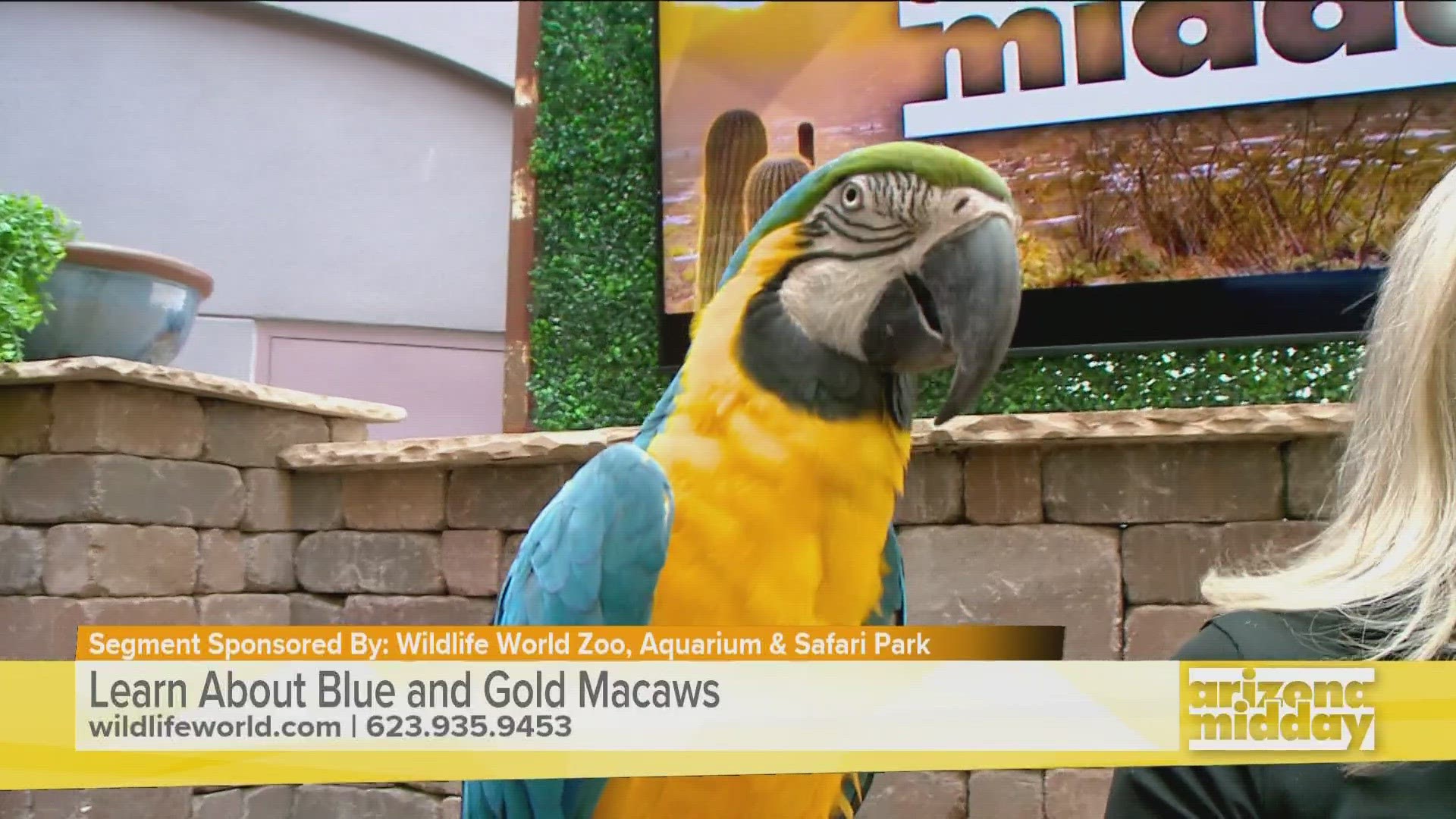 Danielle with the Wildlife World Zoo and Aquarium stopped by to introduce us to a blue and gold macaw and tell us more about what makes the bird unique!