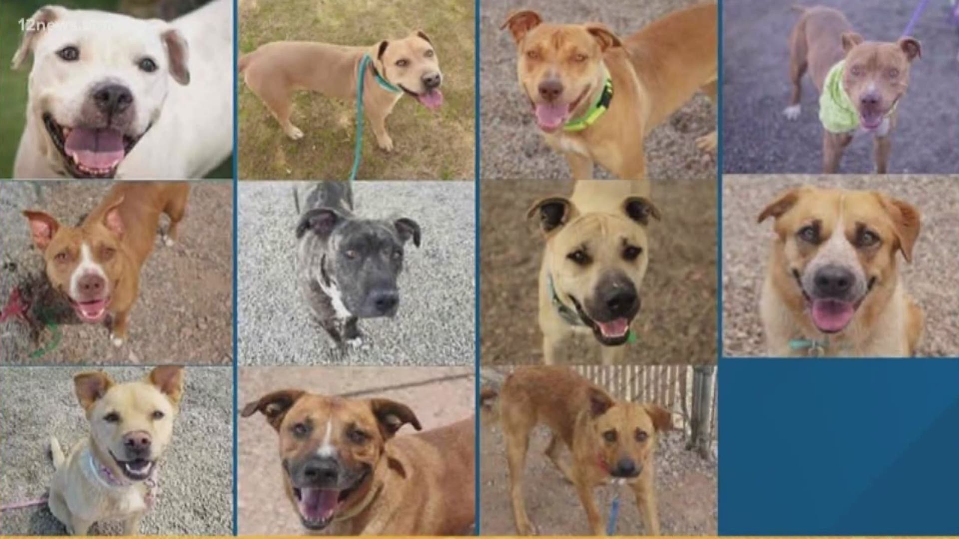 Eleven dogs at a county shelter in Mesa have until 7 p.m. Thursday to find a home, or they will be euthanized. The dogs tested positive for canine distemper and pose a risk to the other dogs at the county's Mesa shelter, MCACC says.