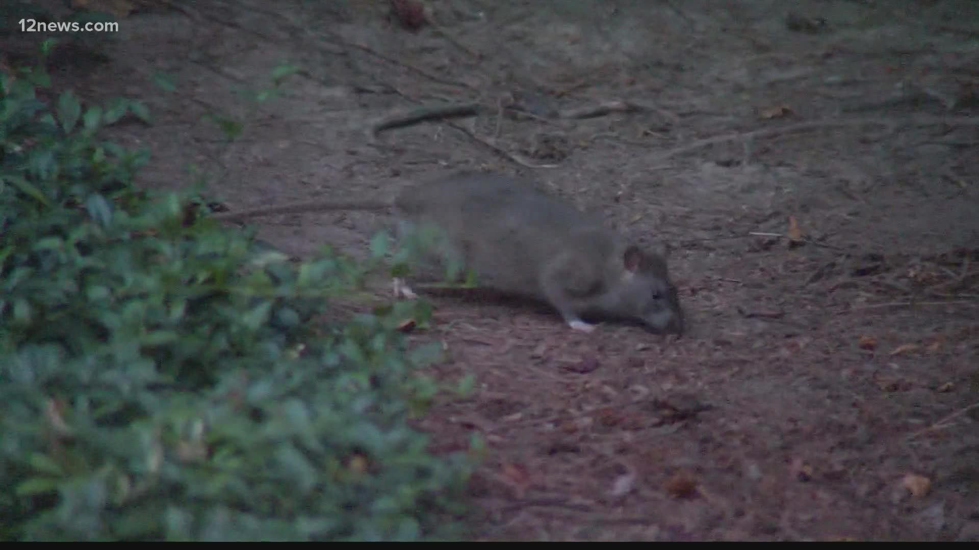 Pest control experts tell 12 News that winter is the time of year they usually get the most rats in the Valley – and the rodents are typically on the move at night.