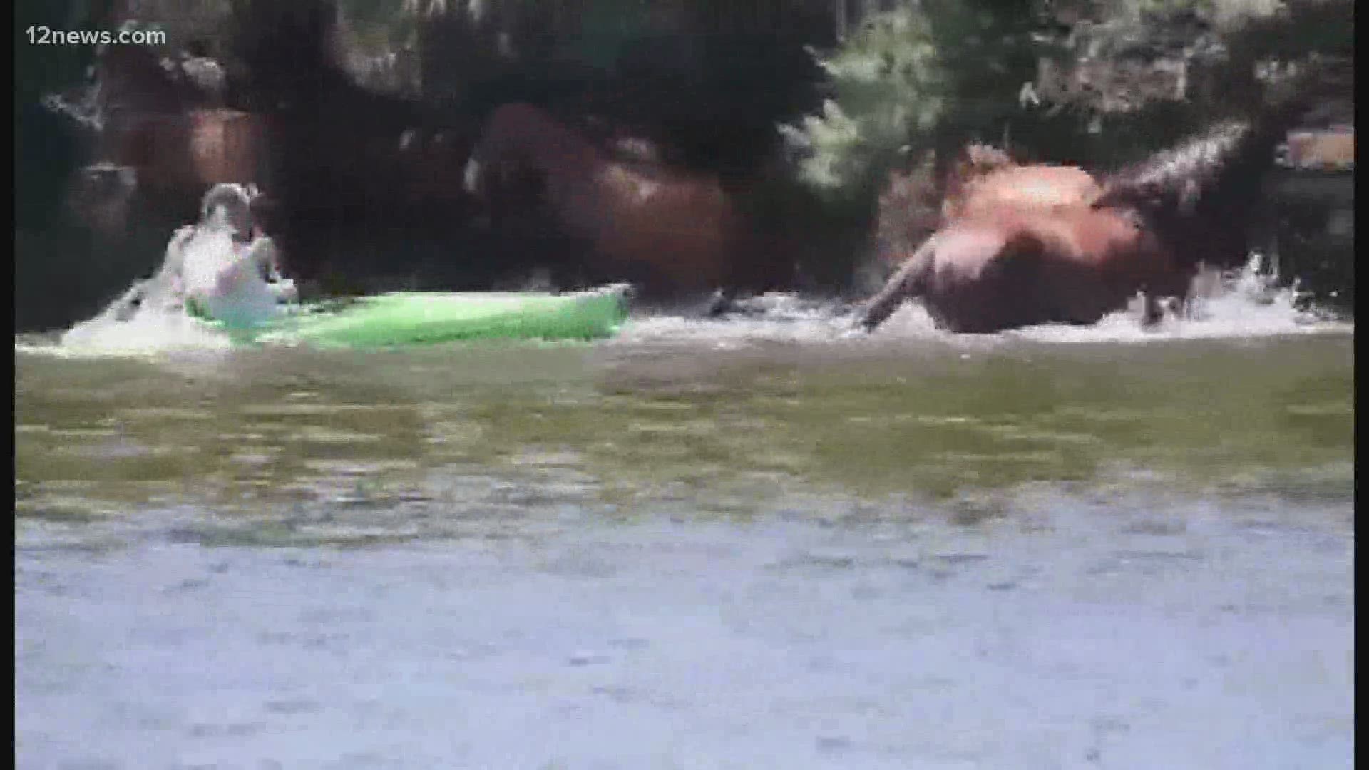 A kayaker has been caught on video chasing a group of wild horses out of the Salt River for no apparent reason. An advocacy group says it was cruel and dangerous.