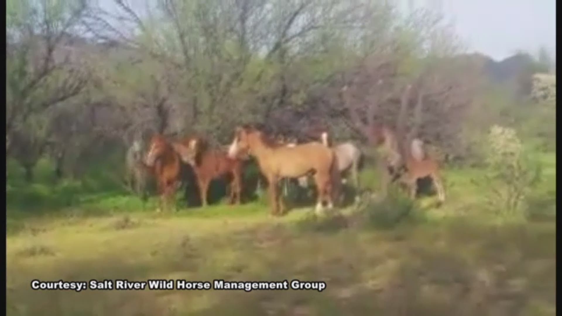 A band of wild horses lined up to bid farewell a young mare.
