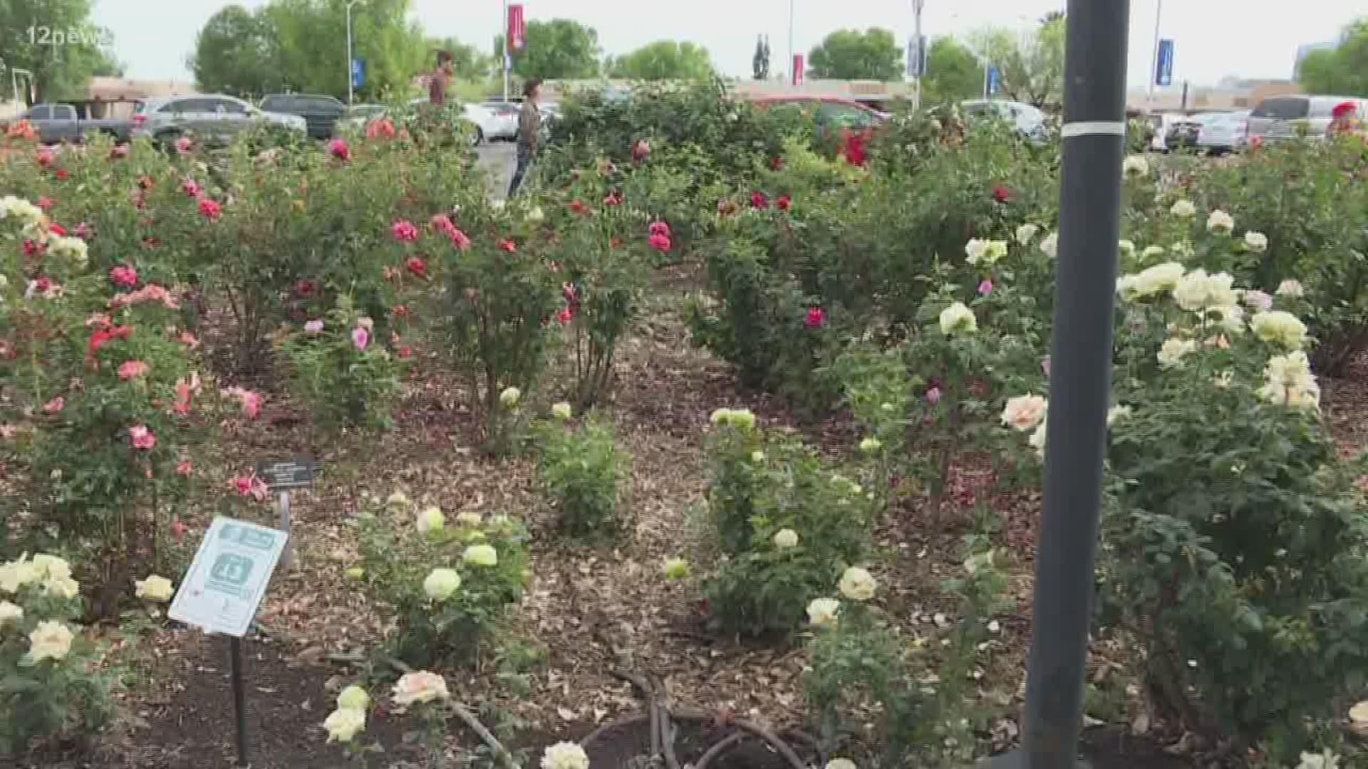 The Rose Garden at Mesa Community College is the home of nearly 9,000 rose bushes.