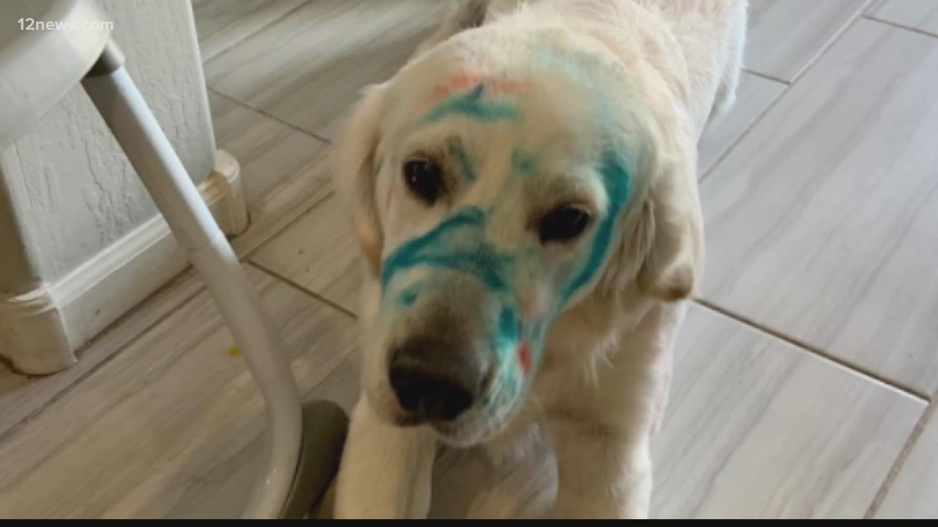 Larry the 10-month-old golden retriever ran up to his owners with a mysterious blue color all over his face.
