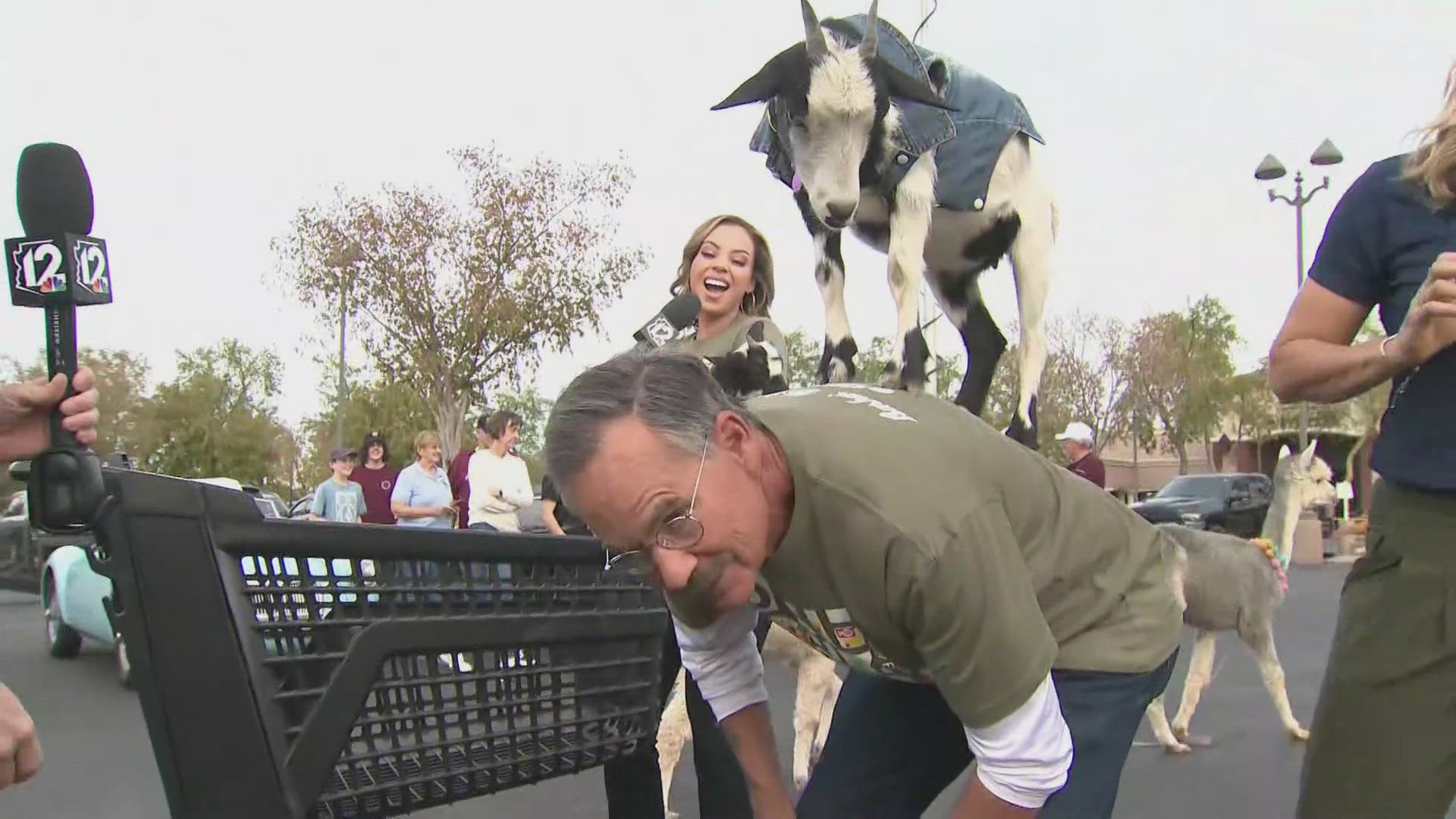 Mark Curtis is out at a Gilbert shopping center for the Turkey Tuesday festivities and he tries his hand at a goat yoga trick with the help of AZ Yoga.