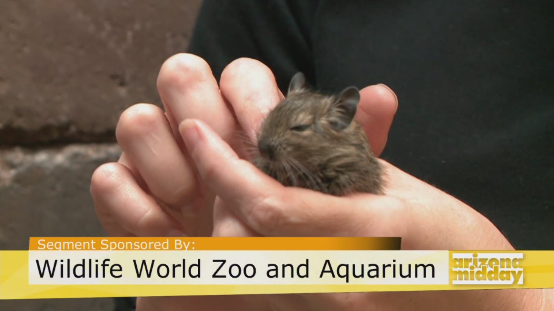 Kristy Morcom brings a baby degu to tell us about all the summer fun happenings at the Wildlife World Zoo, Aquarium & Safari.