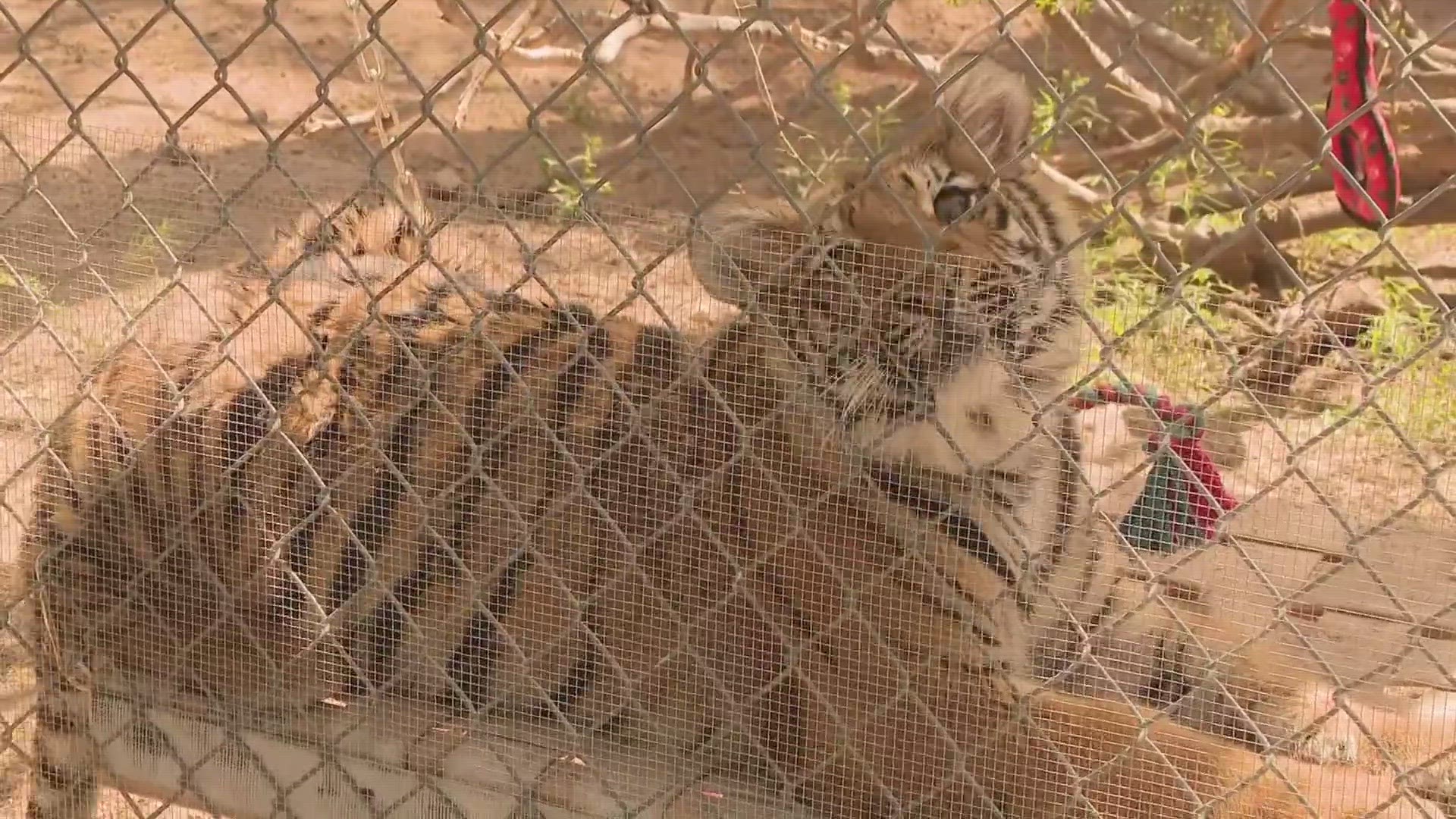A tiger cub was recently recovered by authorities in a sting operation in Arizona. See how the cub is doing at a Scottsdale sanctuary.