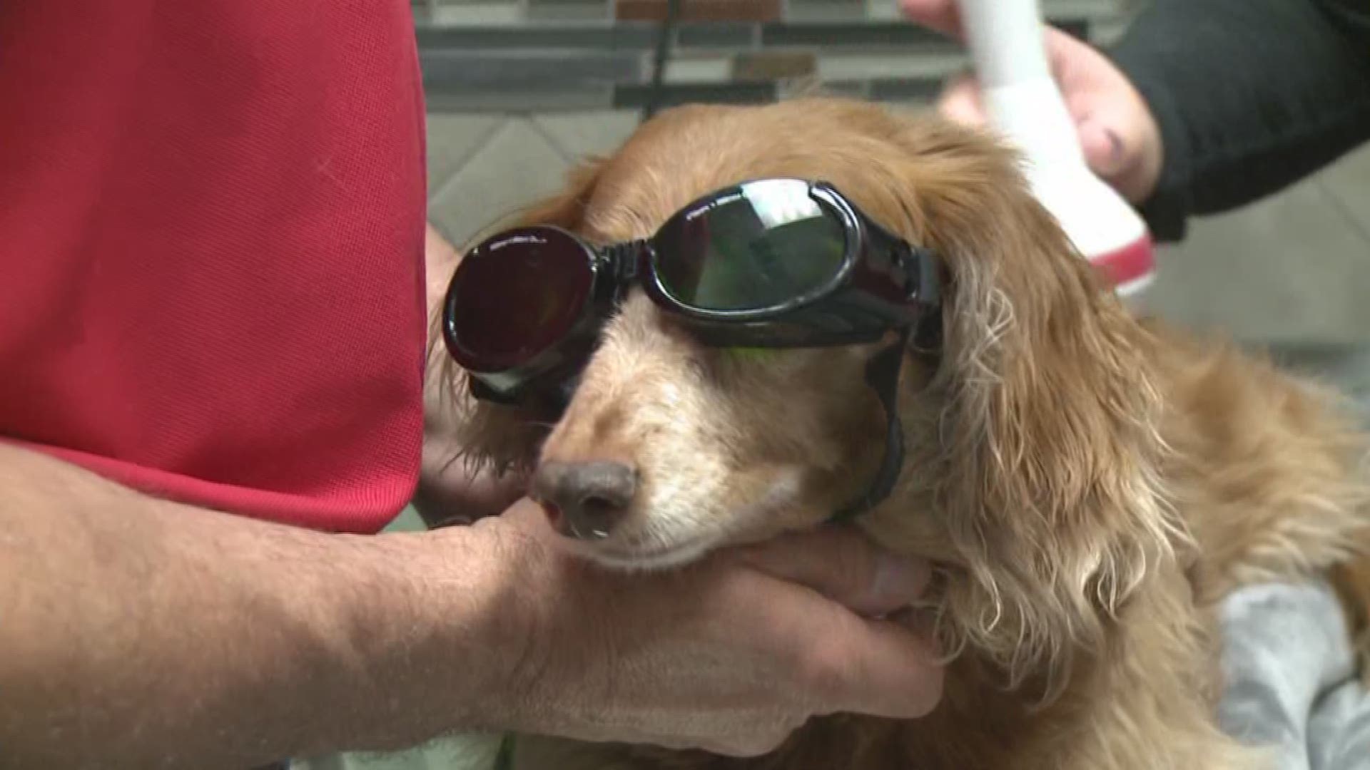 Cold laser is a new procedure that could help reduce swelling and inflammation for pets.