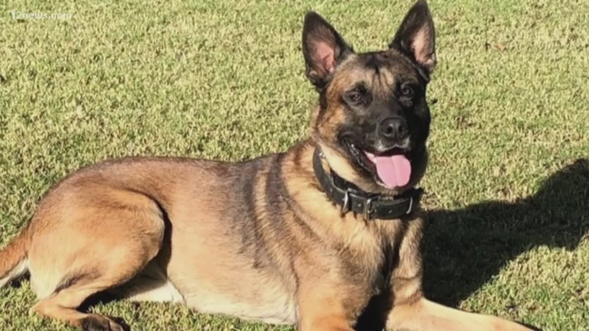 Dog lovers from across the Valley showed their support for the police K9 killed Tuesday after a police chase.