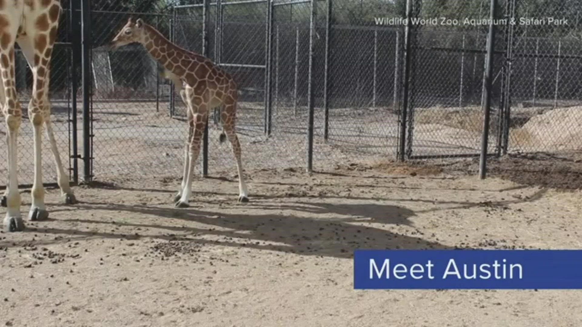 Wildlife World Zoo, Aquarium & Safari Park in the West Valley welcomed the adorable little guy into the world on Feb. 18.