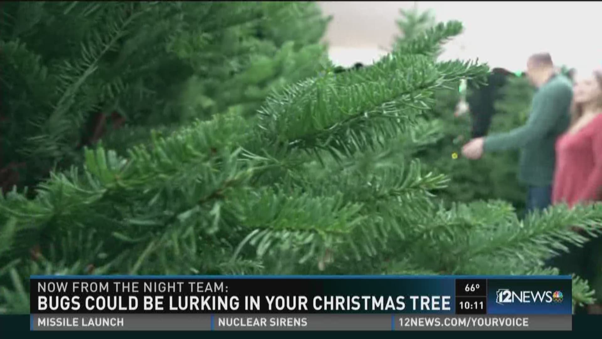 How to get rid bugs living in your Christmas tree before you bring it into your house.