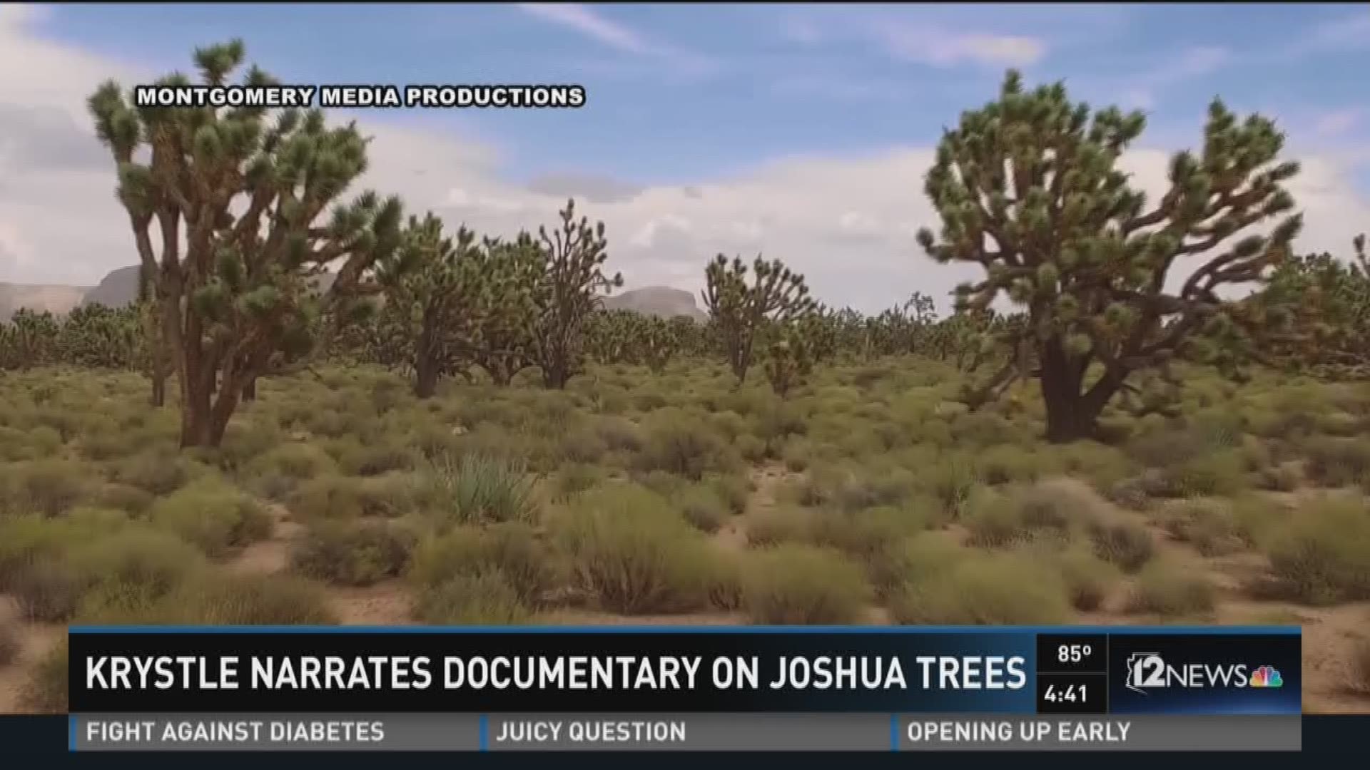 joshua tree forest arizona