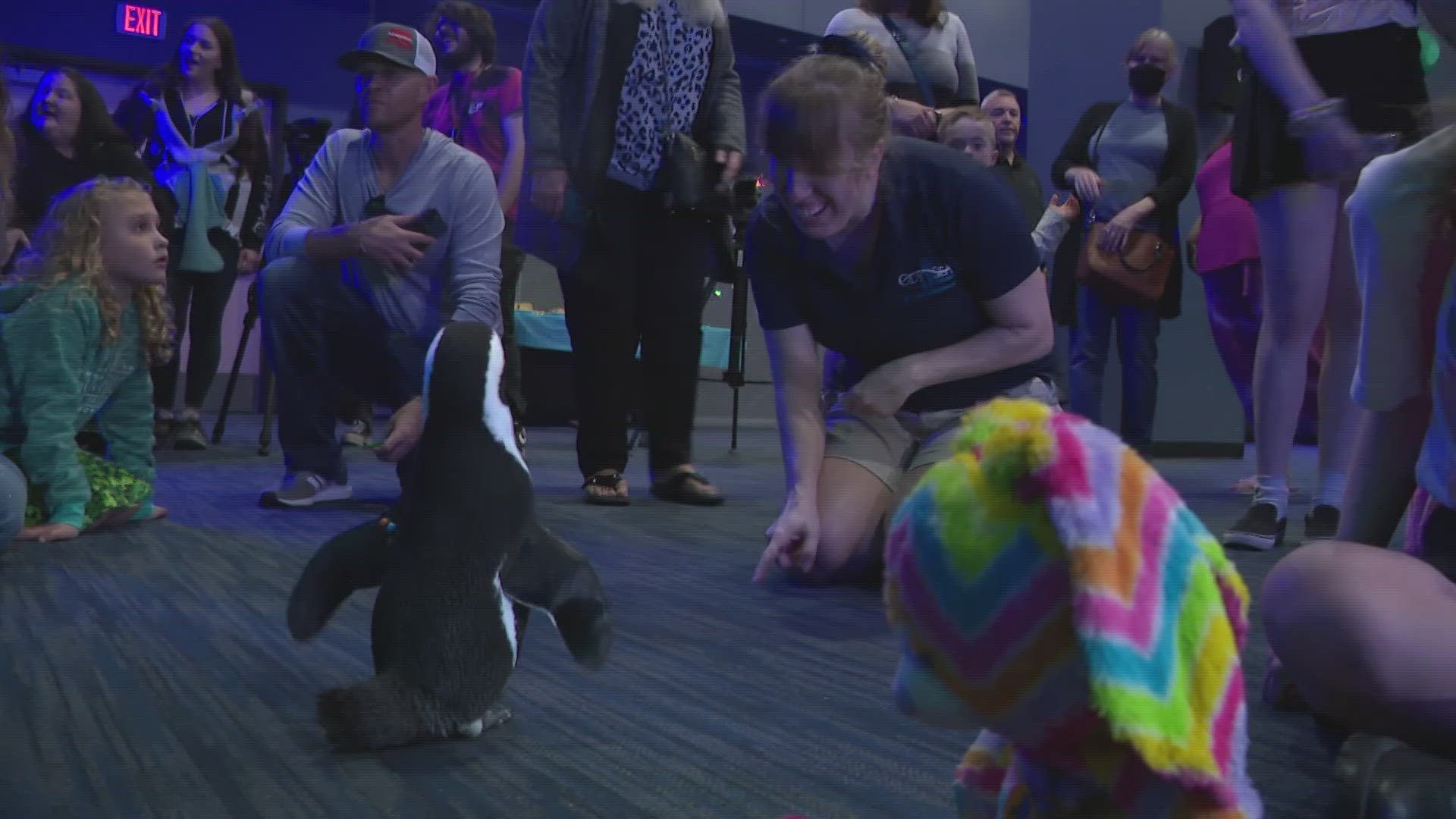 Rosie the disabled penguin hosted a special 'Swifty" dance party for some amazing kids who have overcome obstacles of their own
