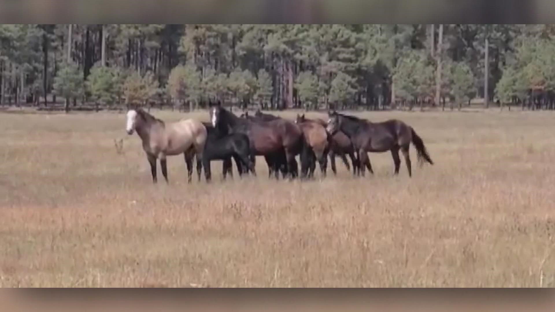 Horse advocates now say 25 horses have been found shot to death in Northern Arizona.