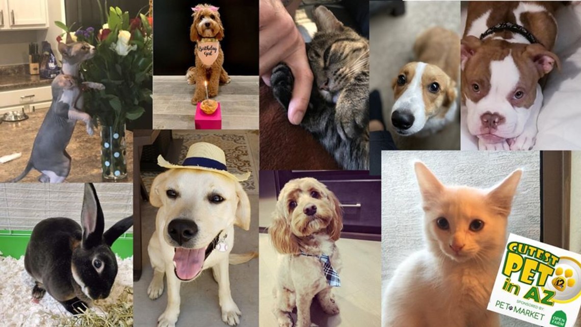 CONTEST ENDED Cutest Pet in AZ contest is back!