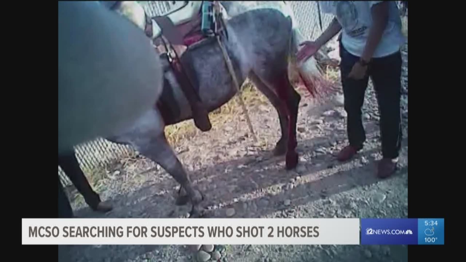 Police are still looking for answers after two horses were shot in a river bed in Laveen in 2017.