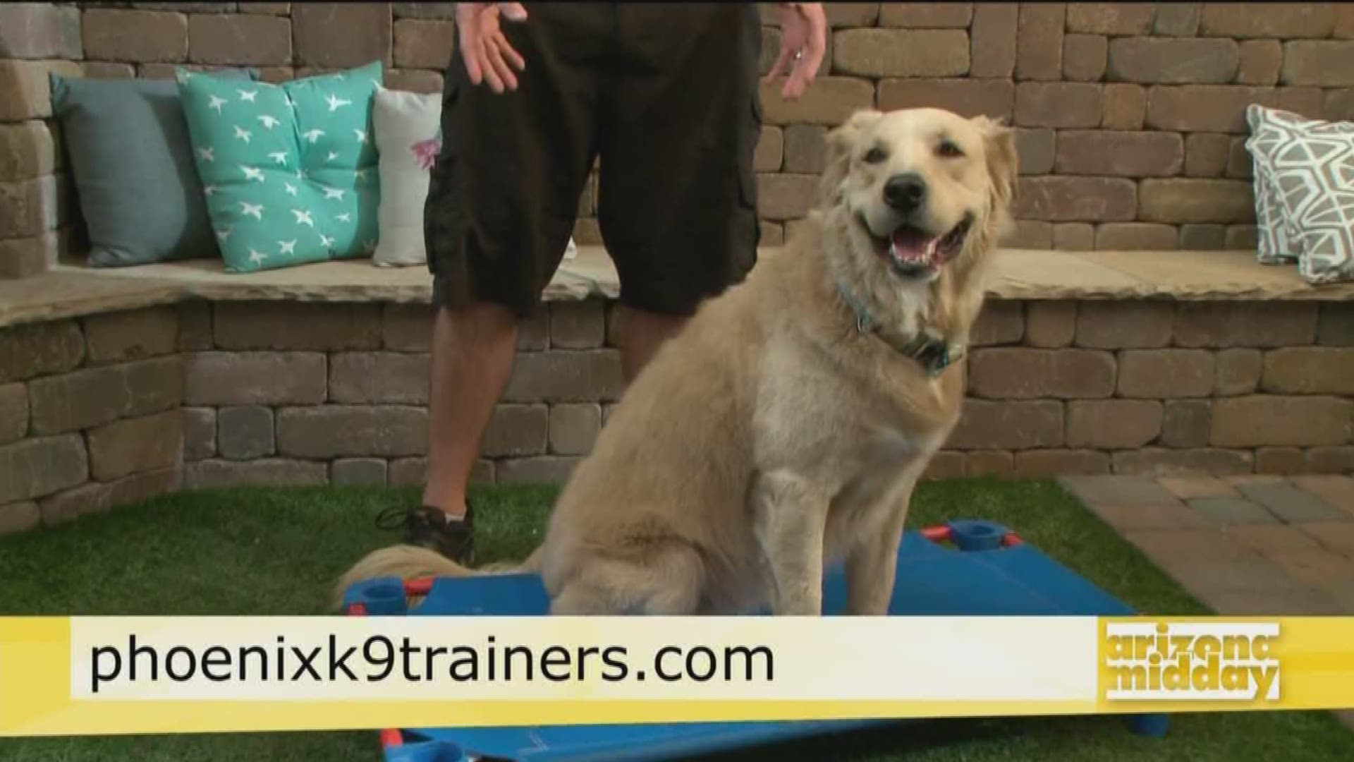 Off Leash K9 Training's Andy Marshall shows us his tops tips for training fido