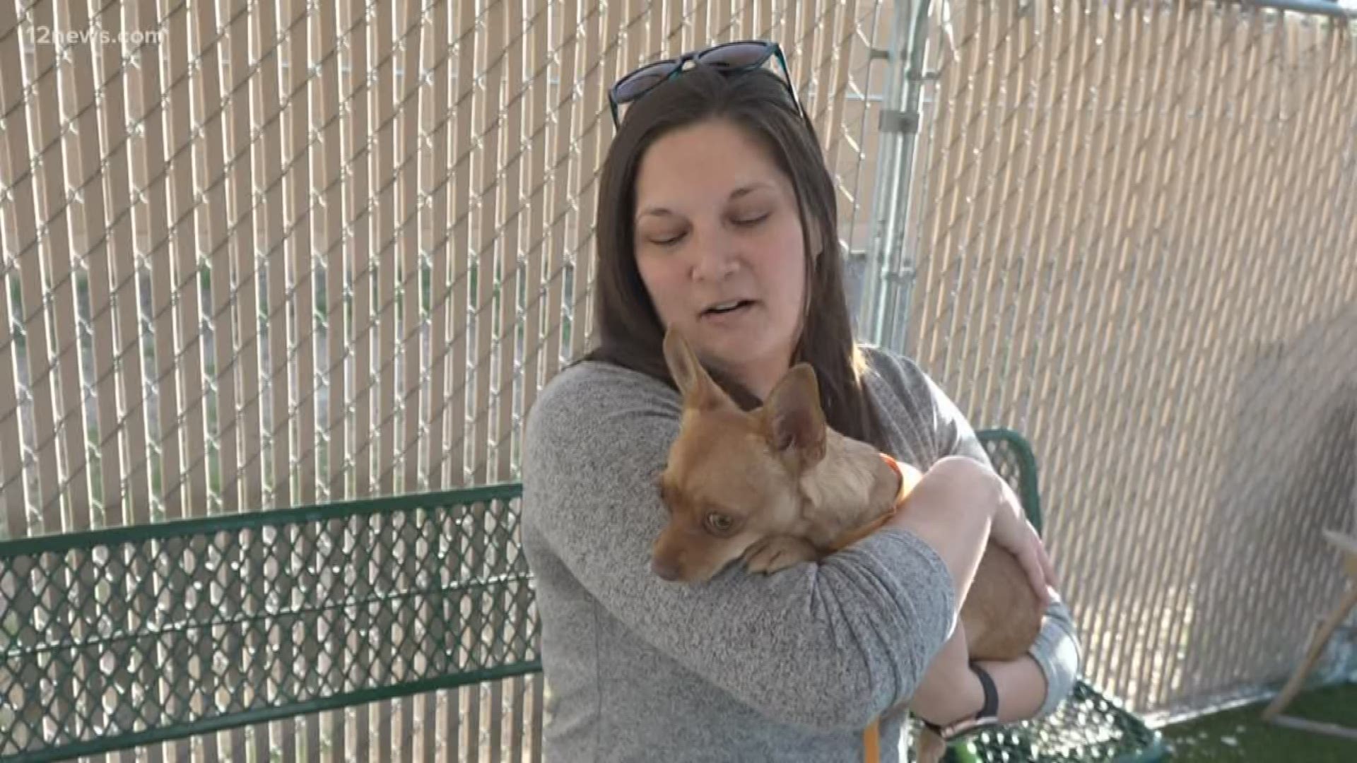 One of two chihuahuas who came to the county shelter covered in cactus spines has a new forever home.  The other is still up for adoption.