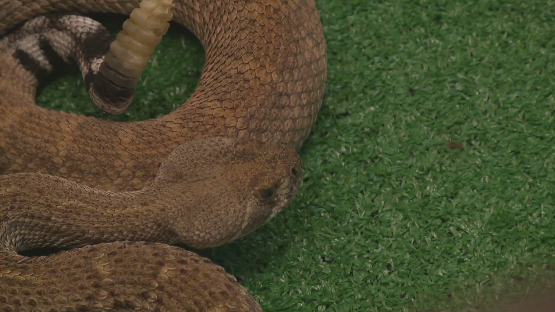 Dozens of people in Arizona got a chance to see some rattlesnakes up close and learn how to stay safe when they encounter them in the wild at the Rattlesnake Garage.