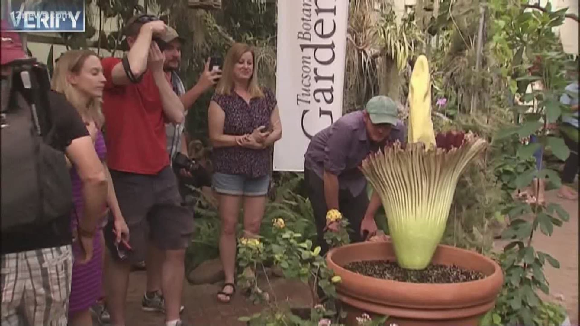 It's called the corpse flower for a reason. But is that reason accurate?