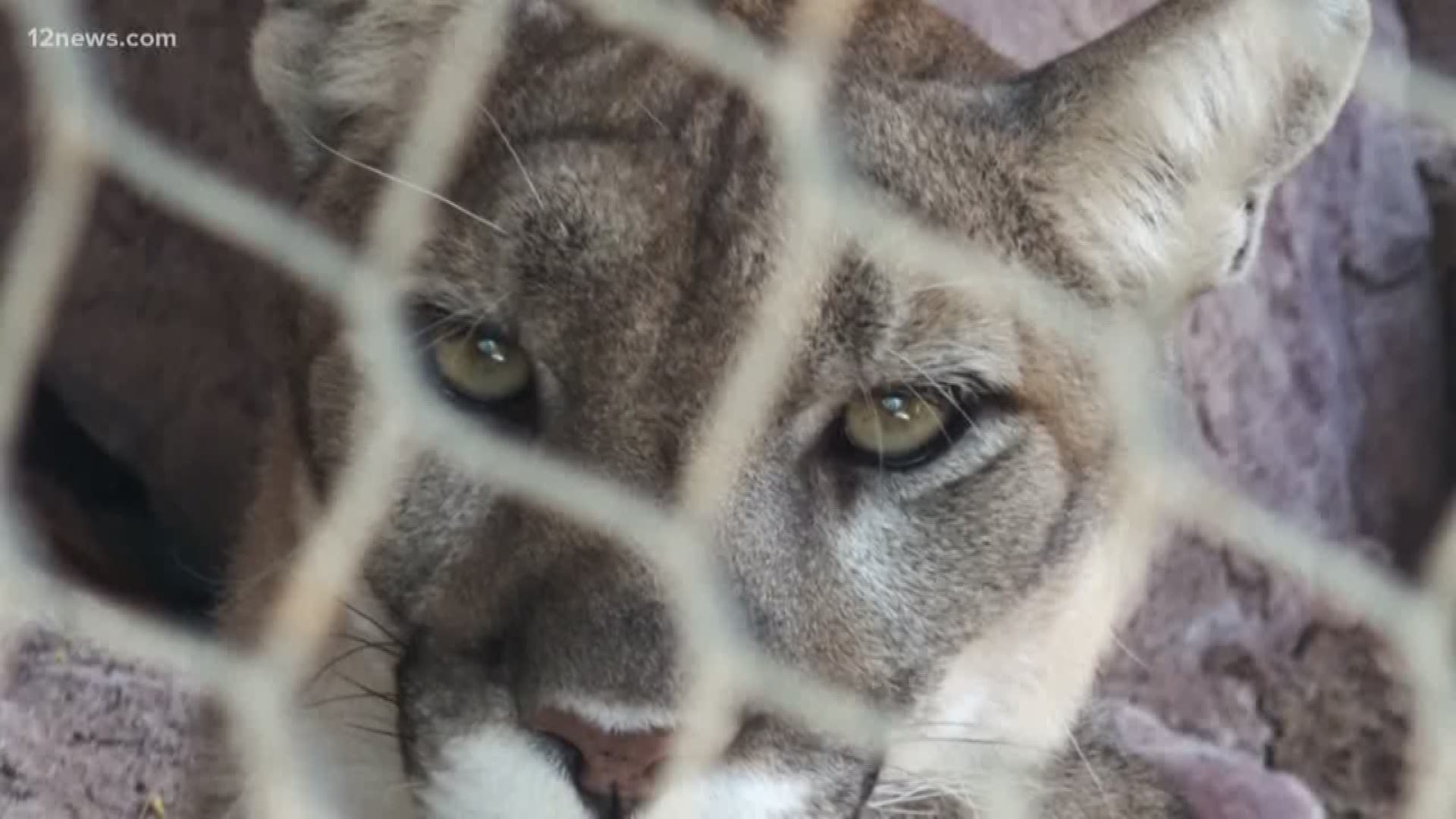 Tips to keep you safe from wild animals