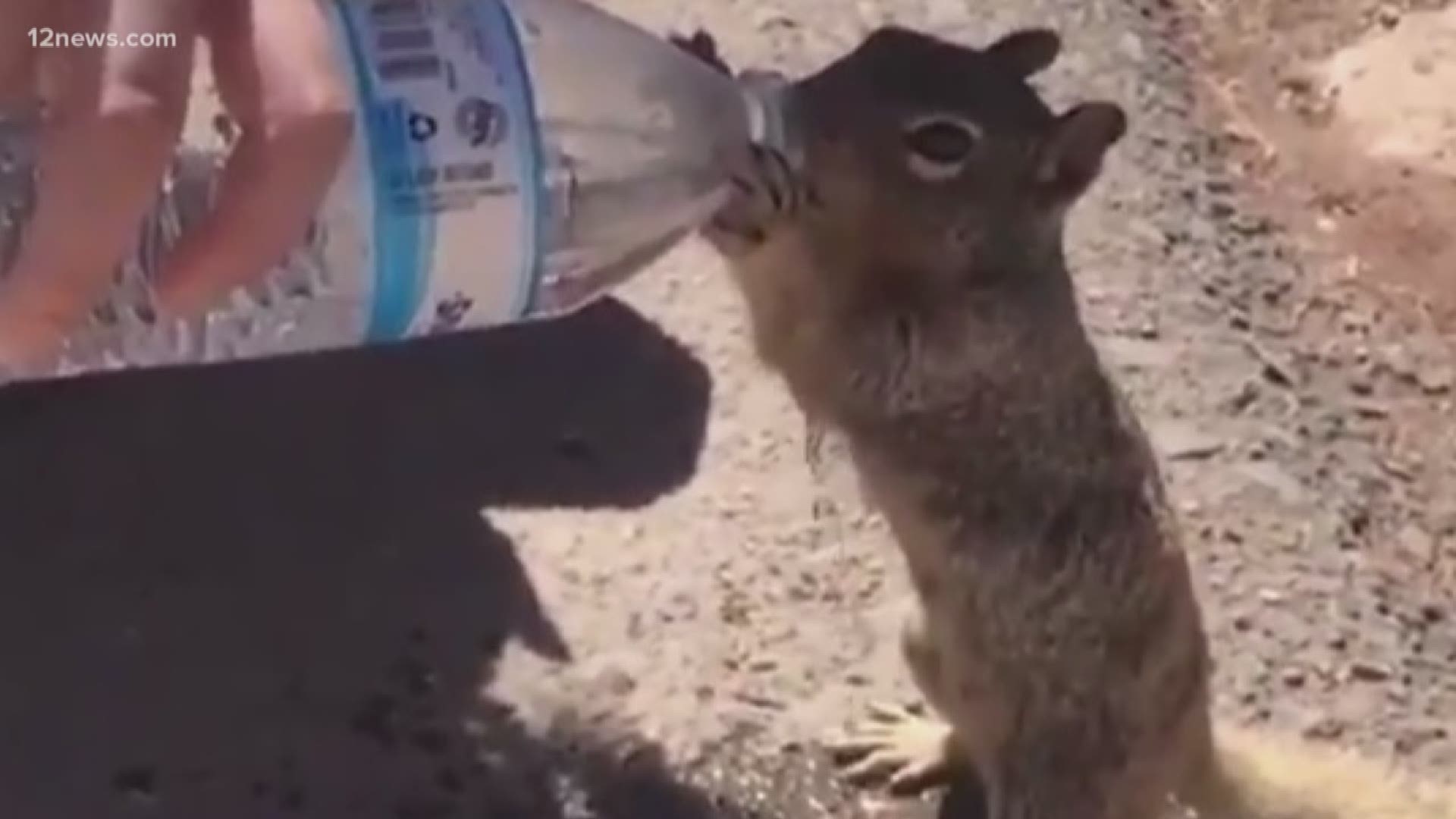 A viral video of a man giving water to a squirrel has gone viral. Park rangers are reminding you why it's bad to feed or give water to wildlife.