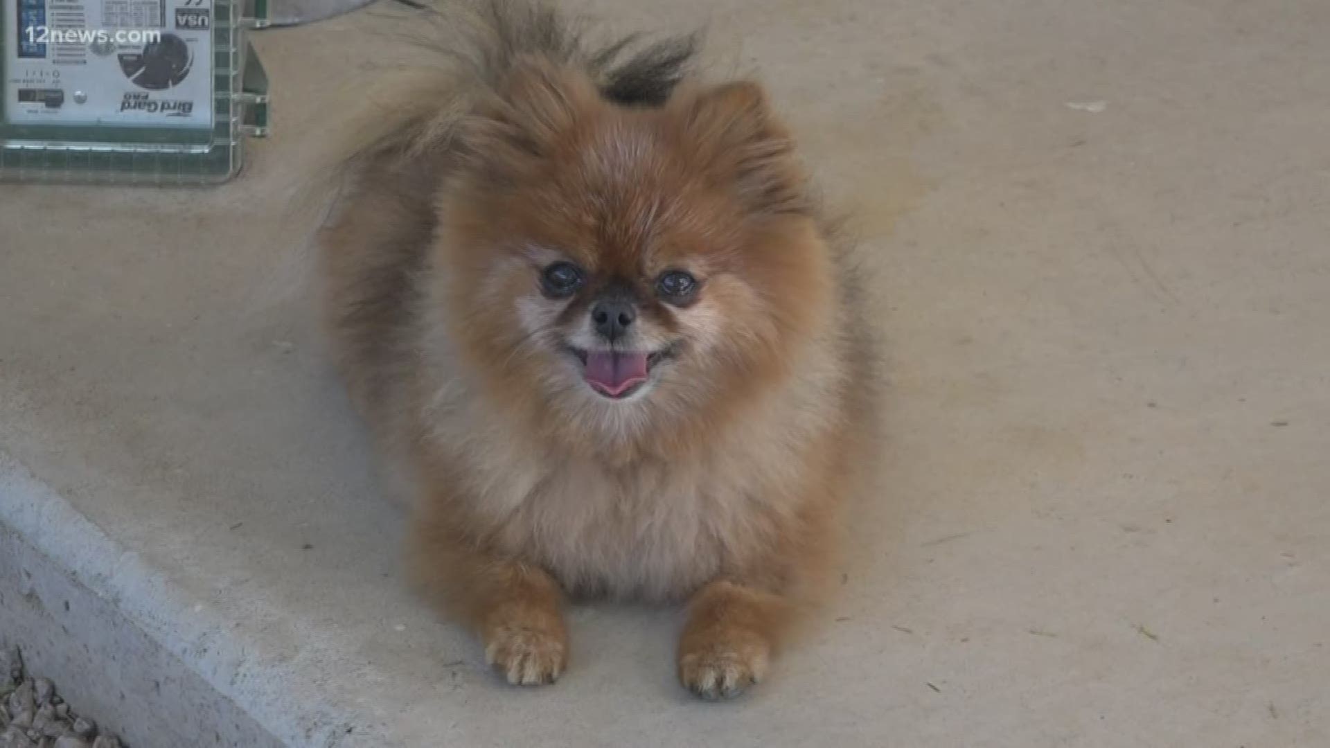 A Pomeranian is back with her owner after she was attacked by a coyote in the backyard. The coyote dragged the dog to a nearby park and was saved by neighbors.