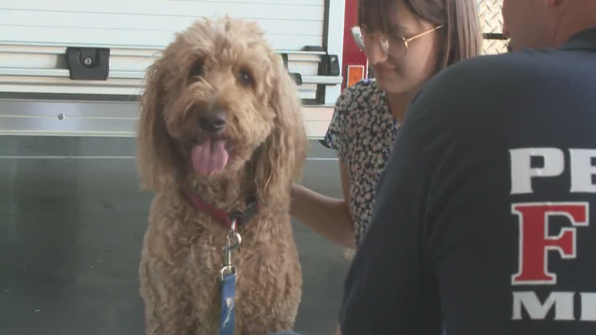 Hikers found Toby at the top of a mountain injured, hungry and dehydrated, firefighters said. Now, he's back with his family.