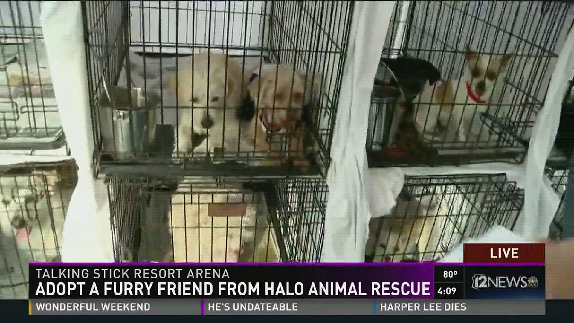 Adopt a furry friend from Halo Animal Rescue 