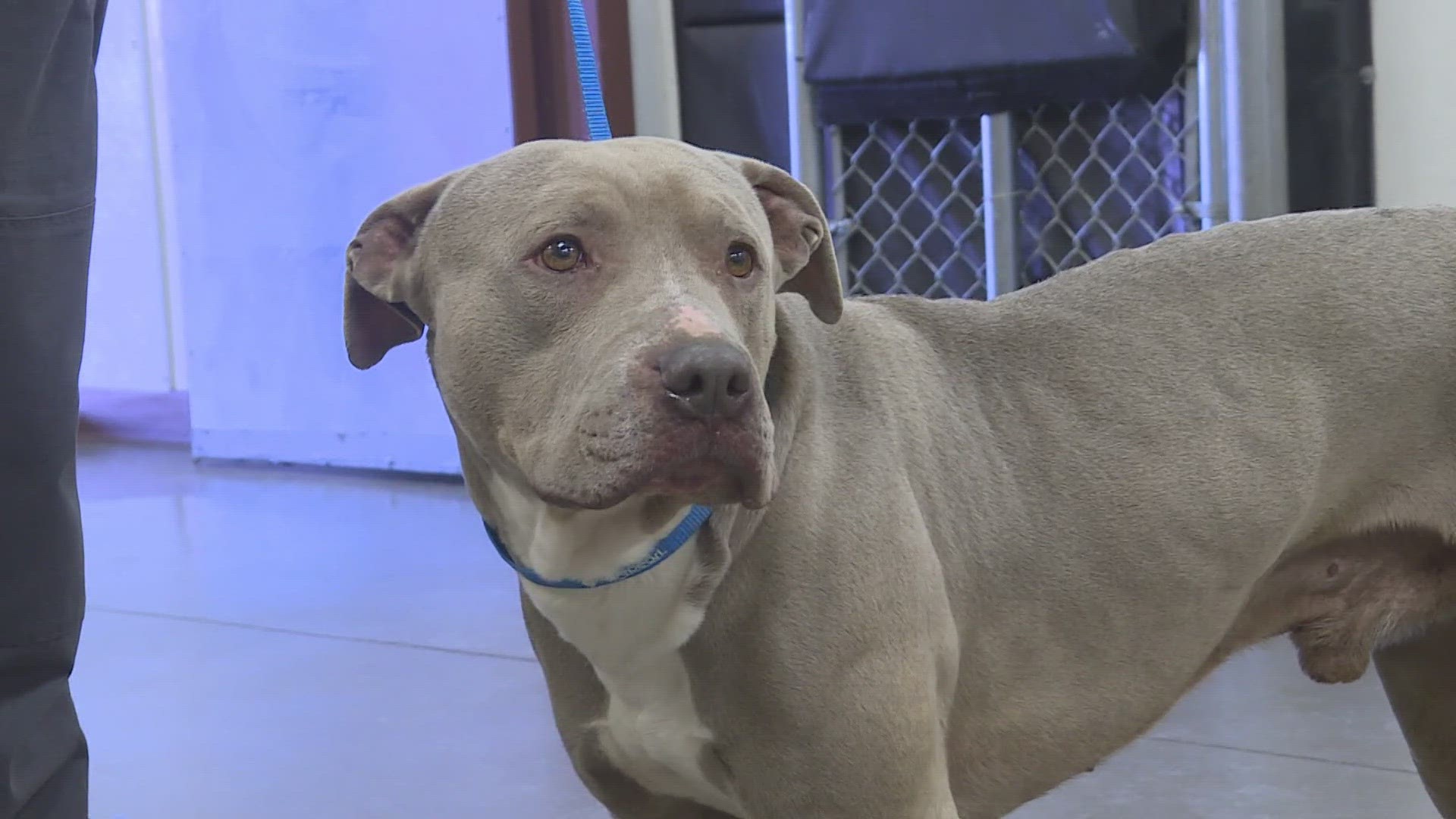 Animal control agencies from around the Valley have already begun bringing in lost dogs.