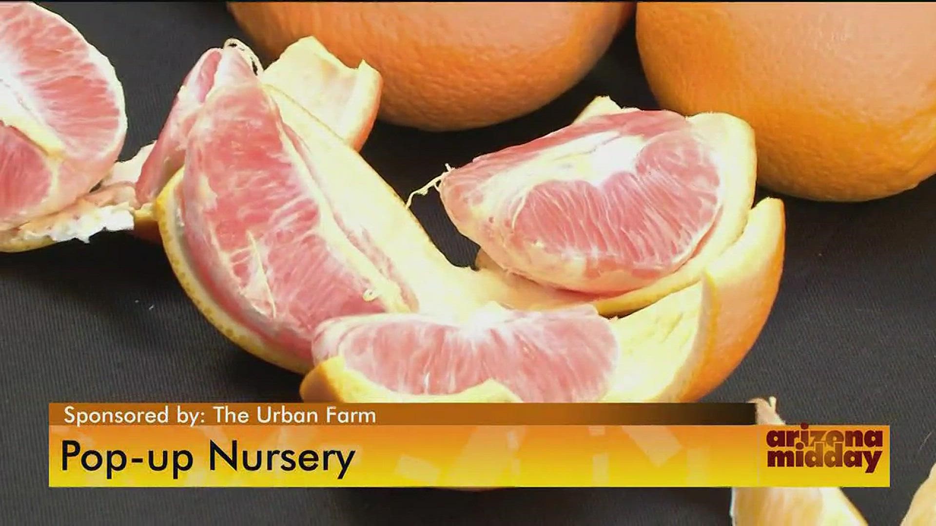 Urban Farm founder Greg Peterson shows us how to pick the right fruit tree for your home.