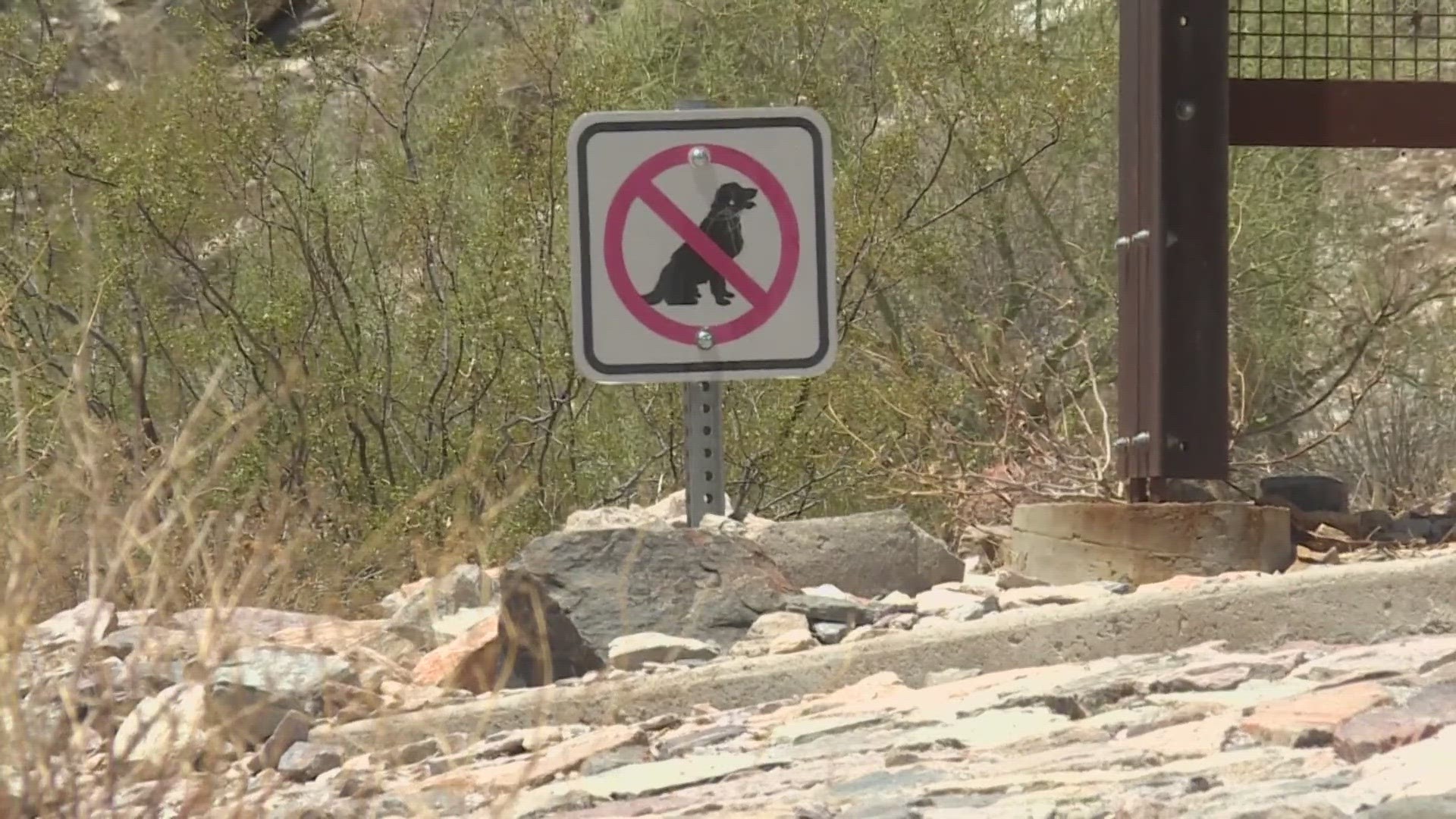 A man with two dogs was rescued from Piestewa Peak Wednesday after suffering a heat-related emergency. One of the dogs did not survive, officials said.