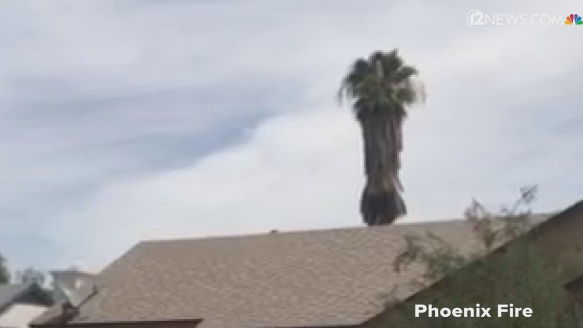 Firefighters Rescue Man Trapped Underneath Skirt Of A Palm Tree