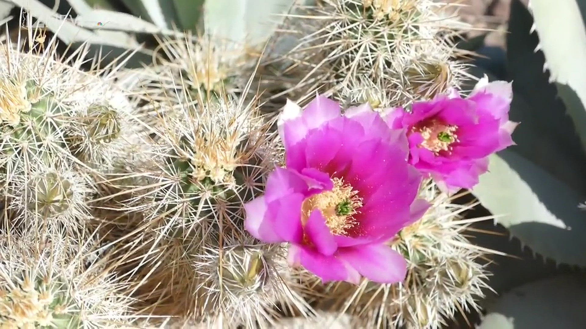 This bizzare 'alien-like' plant will completely warp everything you know  about cacti | 12news.com