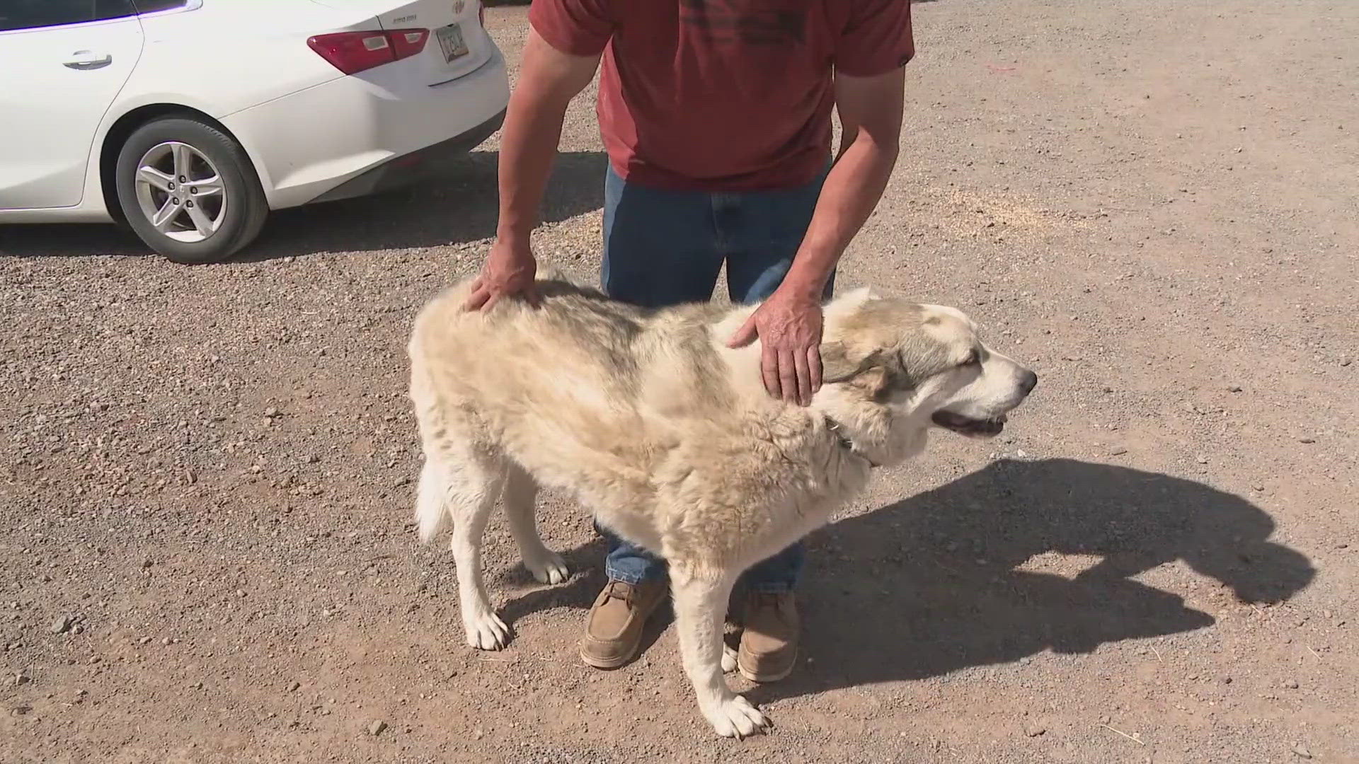 Dog leads missing child to safety in northern Arizona | 12news.com