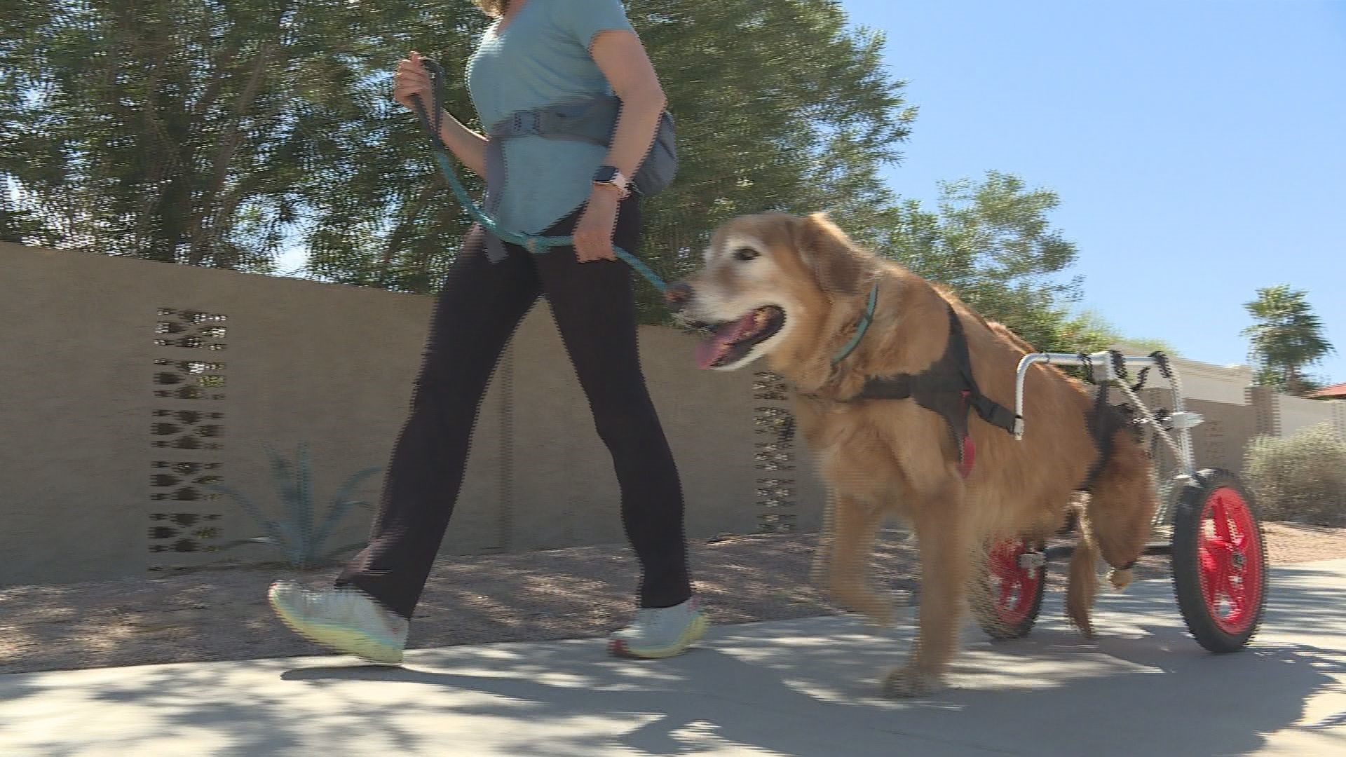 The Valley is home to a lot of active seniors who won't let age slow them down. Including one golden retriever who loves going on walks despite his disability.