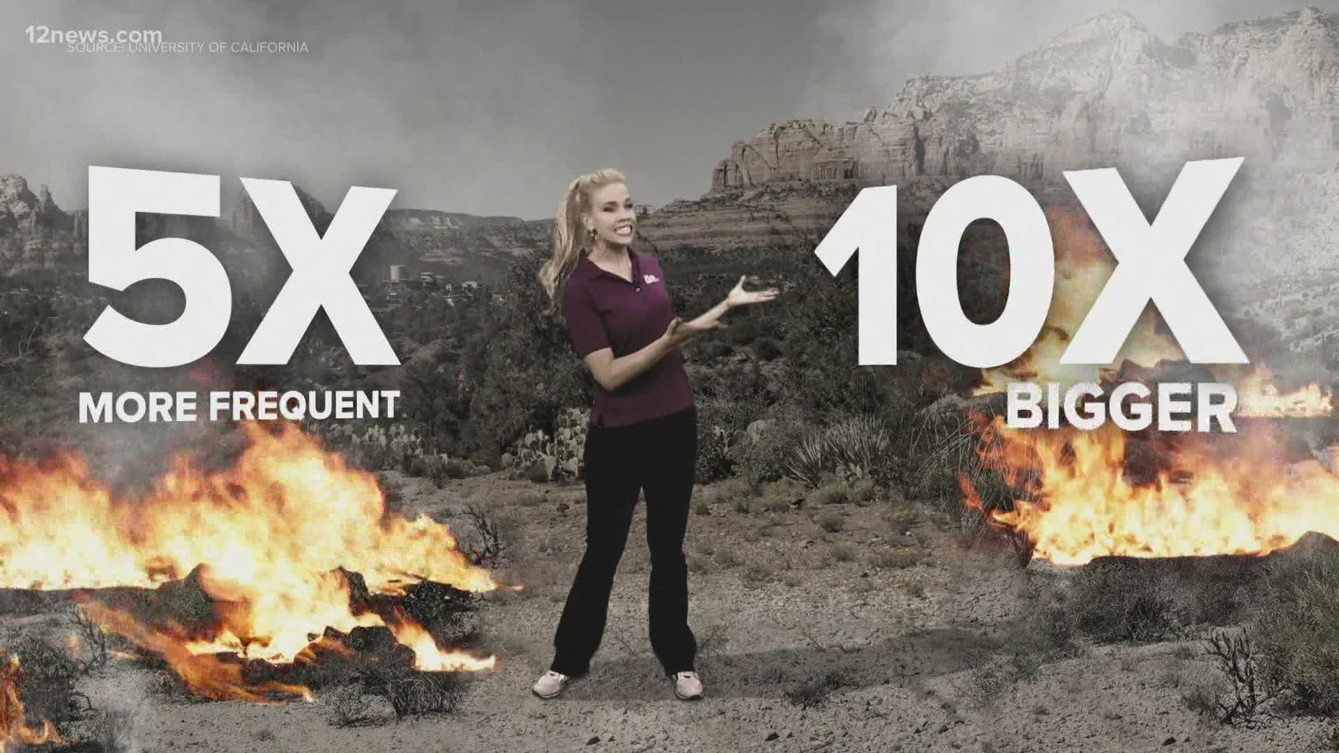 Why is Arizona's wildfire season lasting longer and becoming more dangerous? Team 12's Krystle Henderson breaks it down.