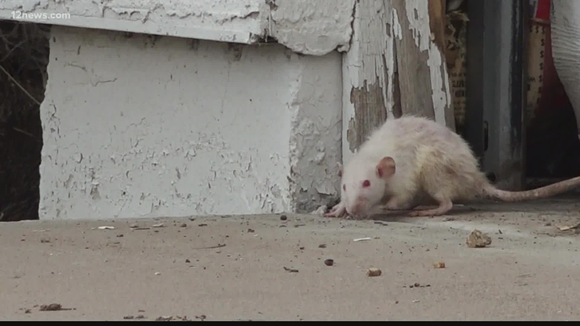 People in a Peoria neighborhood say rats from a nearby house are spreading and finding their way into other homes. Peoria officials say it's a public health hazard.